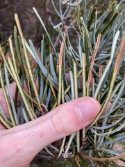 Banksia sphaerocarpa