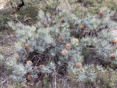 Banksia sphaerocarpa