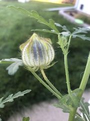Hibiscus trionum