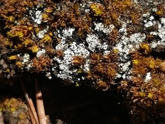 Catapyrenium cinereum