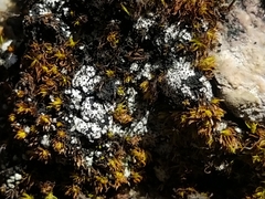 Catapyrenium cinereum