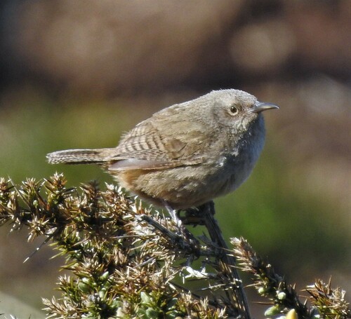 Cobb's Wren (Troglodytes cobbi), photo 3