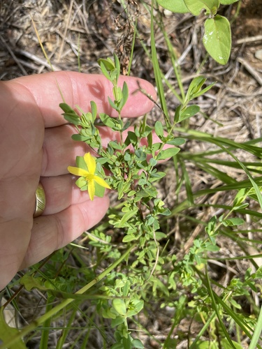 St. Andrew's cross (Hypericum hypericoides)