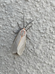 Pygarctia abdominalis