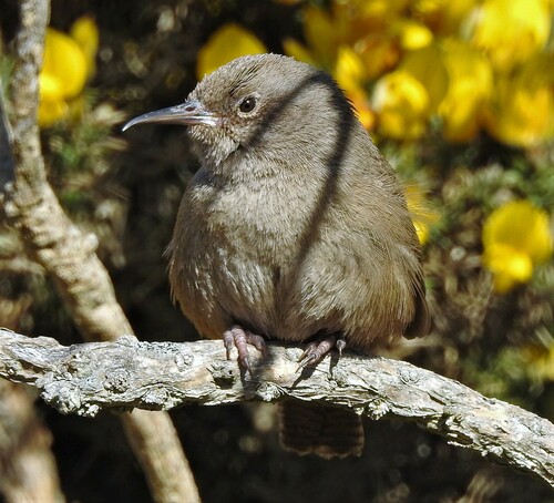 Cobb's Wren (Troglodytes cobbi), photo 6
