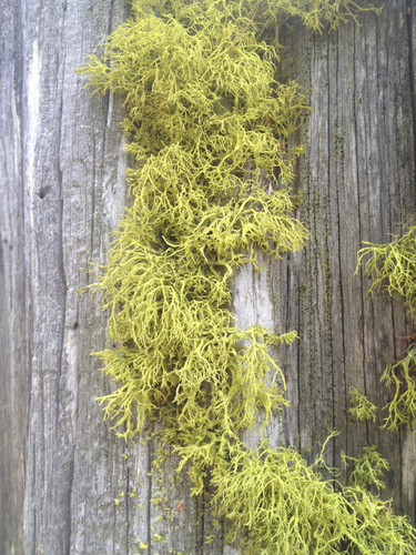 iNaturalist observation photo of wolf lichen