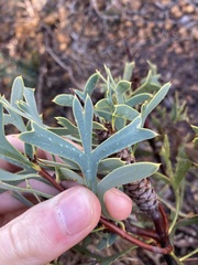 Petrophile shuttleworthiana
