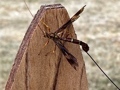 Megarhyssa macrurus macrurus
