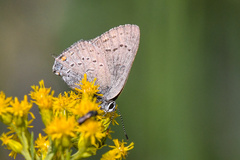 Satyrium sylvinus
