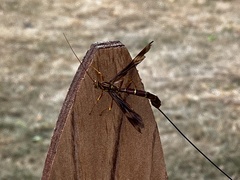 Megarhyssa macrurus macrurus