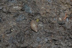Ellobiidae