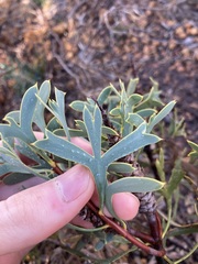 Petrophile shuttleworthiana
