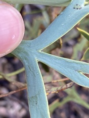 Petrophile shuttleworthiana