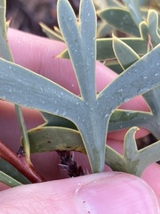 Petrophile shuttleworthiana