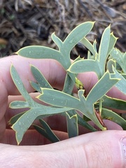 Petrophile shuttleworthiana