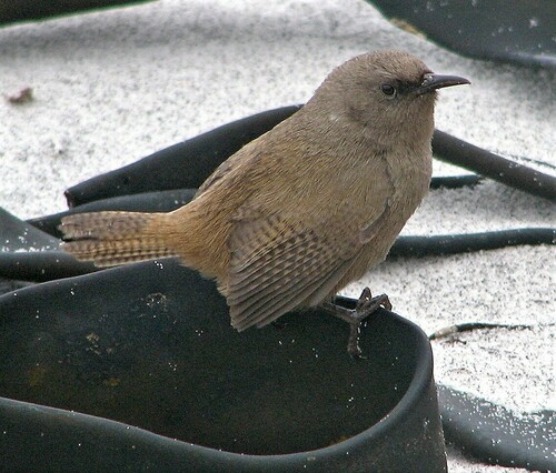 Cobb's Wren (Troglodytes cobbi), photo 2