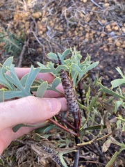 Petrophile shuttleworthiana