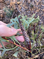 Petrophile shuttleworthiana