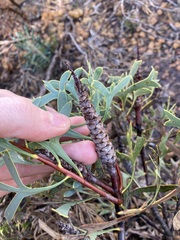 Petrophile shuttleworthiana