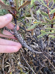 Petrophile shuttleworthiana