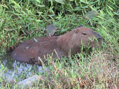 Hydrochoerus hydrochaeris