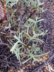 Petrophile shuttleworthiana