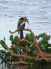 Anhinga anhinga