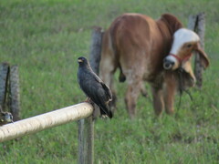 Rostrhamus sociabilis