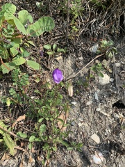 Campanula saxifraga