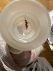 Insecta