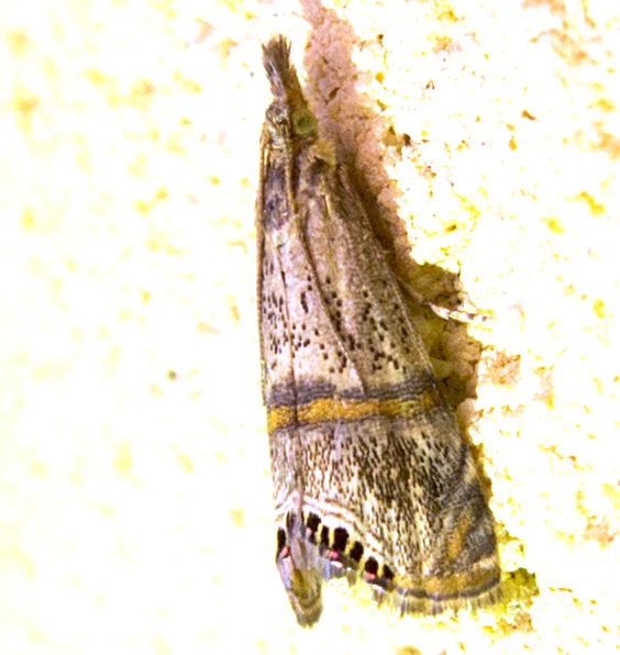 Euchromius superbella