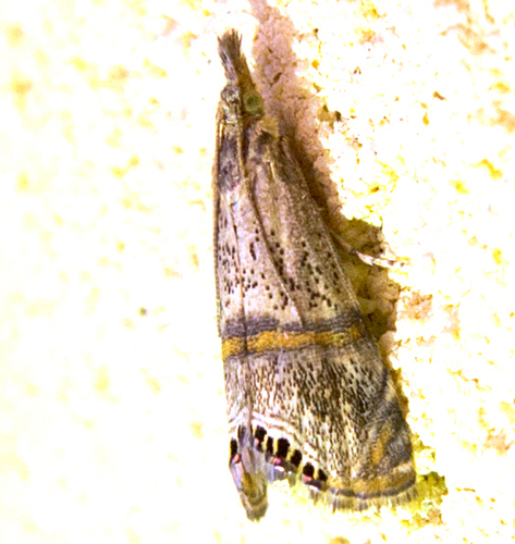 Crambus superbe