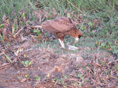 Caracara plancus
