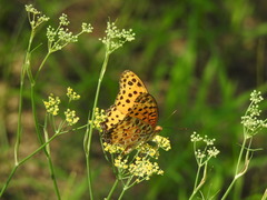 Argynnis hyperbius