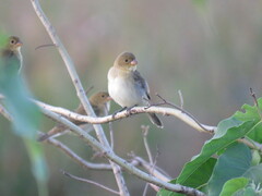 Sporophila leucoptera