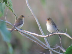 Sporophila leucoptera