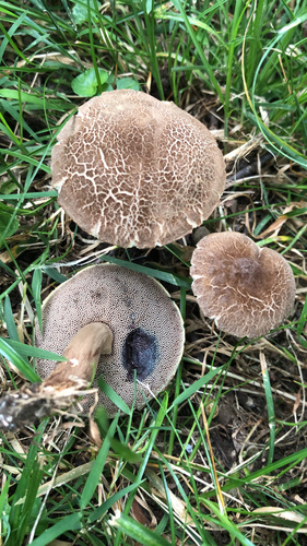 Porphyrellus sordidus (Frost) Snell