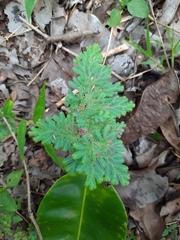 Selaginella uncinata