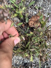 Campanula saxifraga