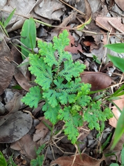 Selaginella uncinata