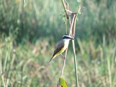 Pitangus sulphuratus