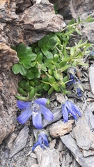 Campanula cenisia