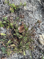 Campanula saxifraga