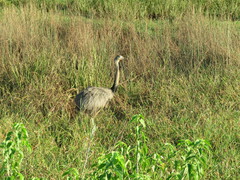 Rhea americana araneipes
