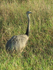 Rhea americana araneipes