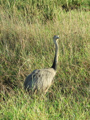 Rhea americana araneipes