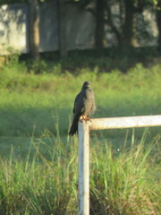 Rostrhamus sociabilis