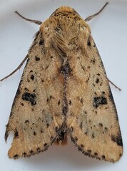 Heliothis acesias