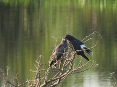 Rostrhamus sociabilis