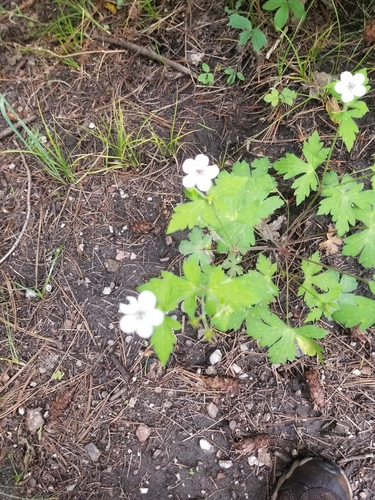 Image of Geranium wislizeni by (c) Guy Babineau, some rights reserved (CC BY)
